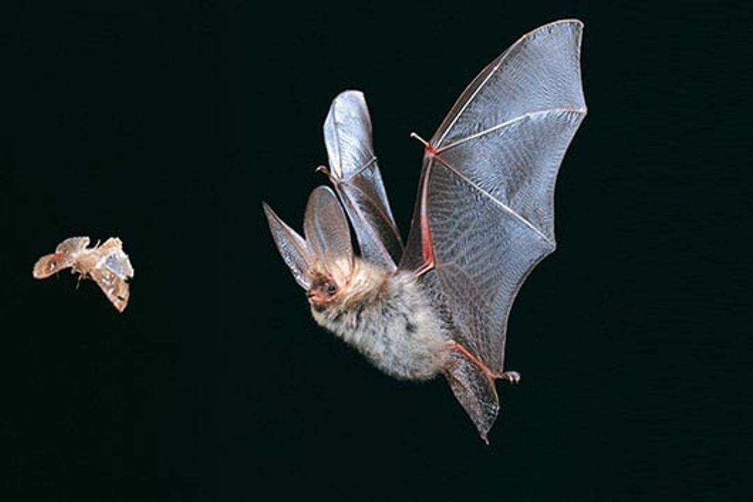 Bat IPA