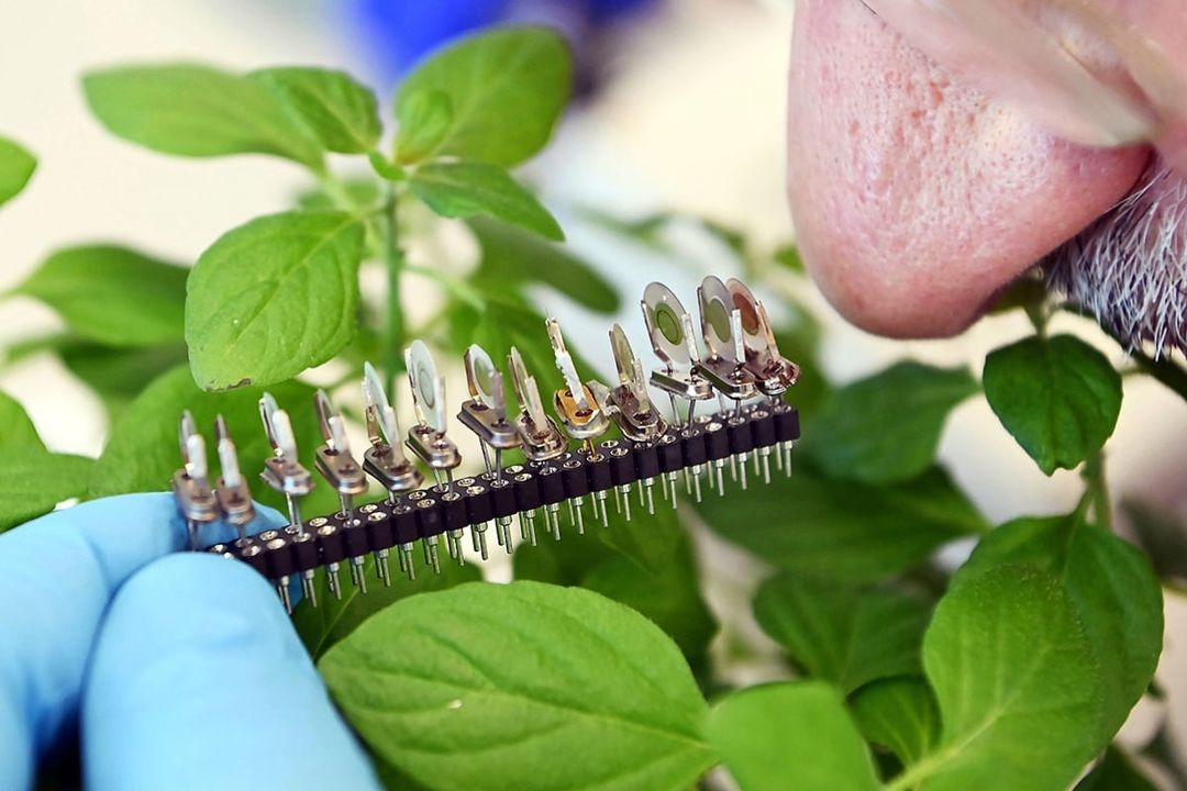 Electronic nose; KIT; Smell; Sensor technology; Machine learning Electronic nose; KIT; Smell; Sensor technology; Machine learning