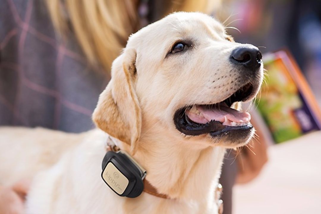 Smart-Service V-Pet for animals Smart-Service V-Pet for animals