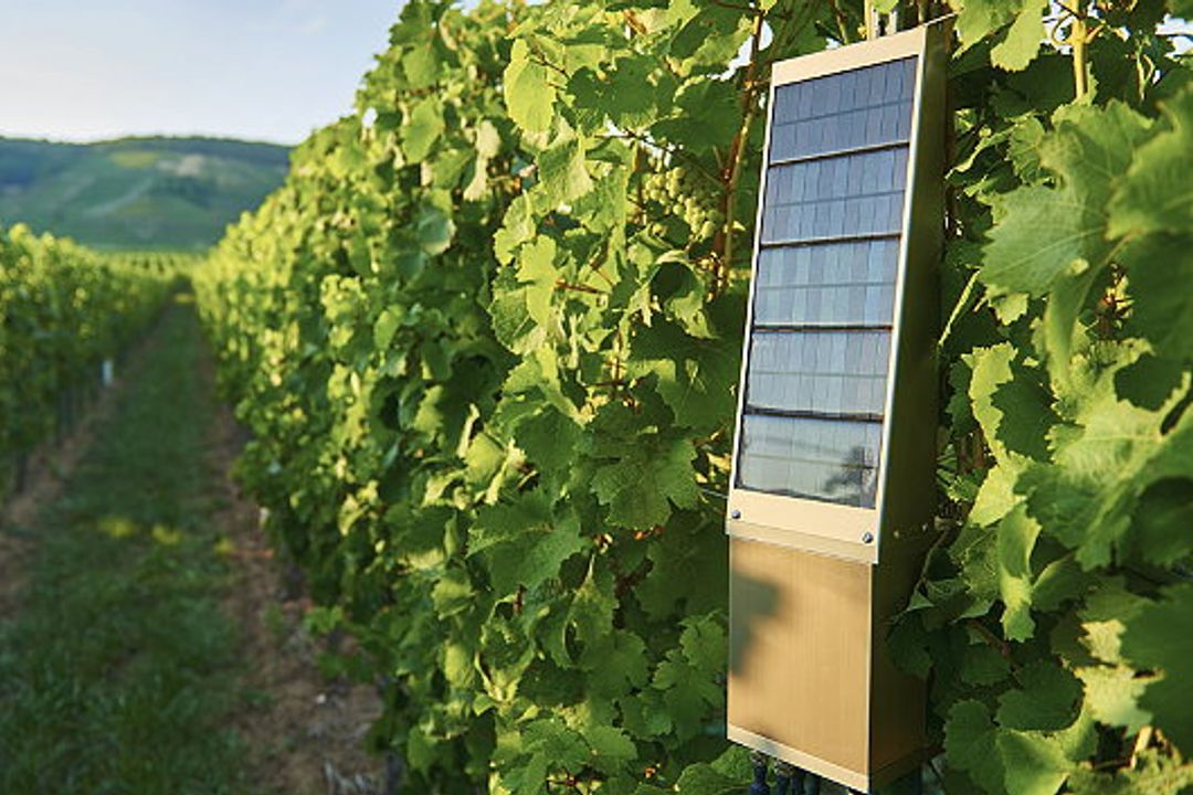 Spezielle Sensoren erfassen exakte Klimadaten im Weinberg: neben der Temperatur werden auch Luft- und Bodenfeuchtigkeit, Sonneneinstrahlung und Lichtstärke gemessen. Diese Daten werden in Echtzeit bestimmt und ausgewertet und können vom Winzer jederz Spezielle Sensoren erfassen exakte Klimadaten im Weinberg: neben der Temperatur werden auch Luft- und Bodenfeuchtigkeit, Sonneneinstrahlung und Lichtstärke gemessen. Diese Daten werden in Echtzeit bestimmt und ausgewertet und können vom Winzer jederz