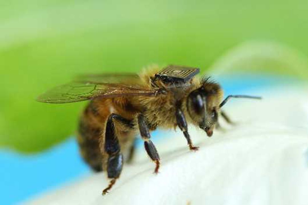Auch wenn es nicht so aussieht: Nach Angaben der australischen Forscher sollen die Sensoren die Bienen wohl weder beim Fliegen noch bei ihren sonstigen Aktivitäten behindern. Auch wenn es nicht so aussieht: Nach Angaben der australischen Forscher sollen die Sensoren die Bienen wohl weder beim Fliegen noch bei ihren sonstigen Aktivitäten behindern.