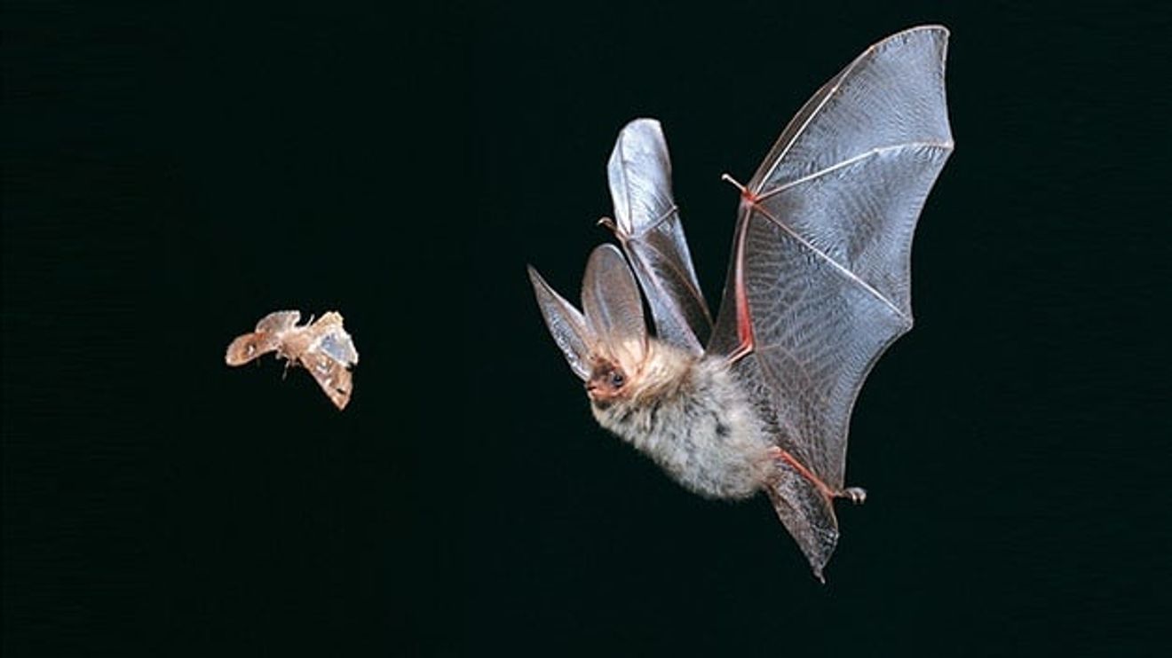 Bat IPA Bat IPA