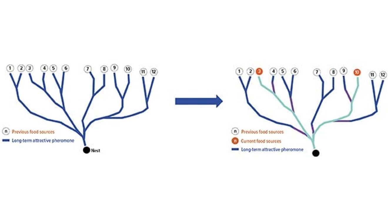 An artificial visualization of pheromone intensity. This type of communication is one of the most effective in nature.