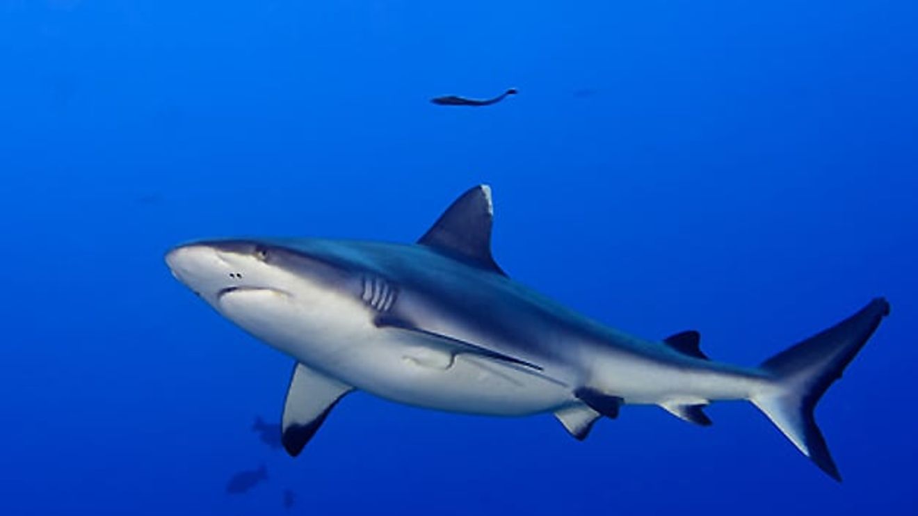 Haifisch im Meer 