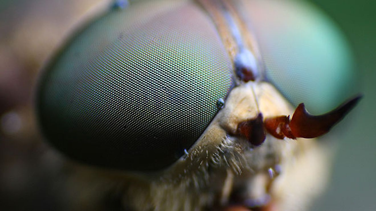 Als Vorbild für die Kameras dienen die Facettenaugen von Insekten, z.B. die Augen von Libellen oder Bienen. Als Vorbild für die Kameras dienen die Facettenaugen von Insekten, z.B. die Augen von Libellen oder Bienen.