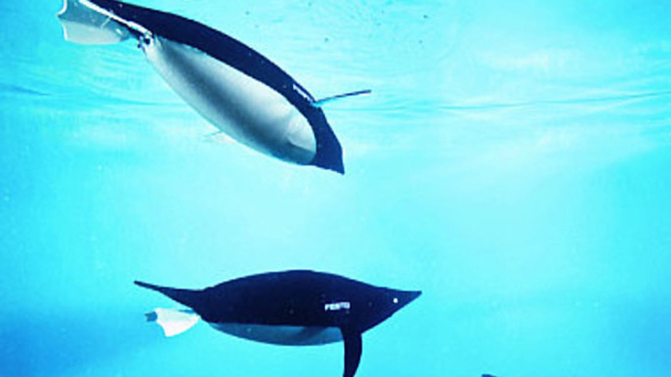 Delphine und AquaPenguin unter Wasser Delphine und AquaPenguin unter Wasser