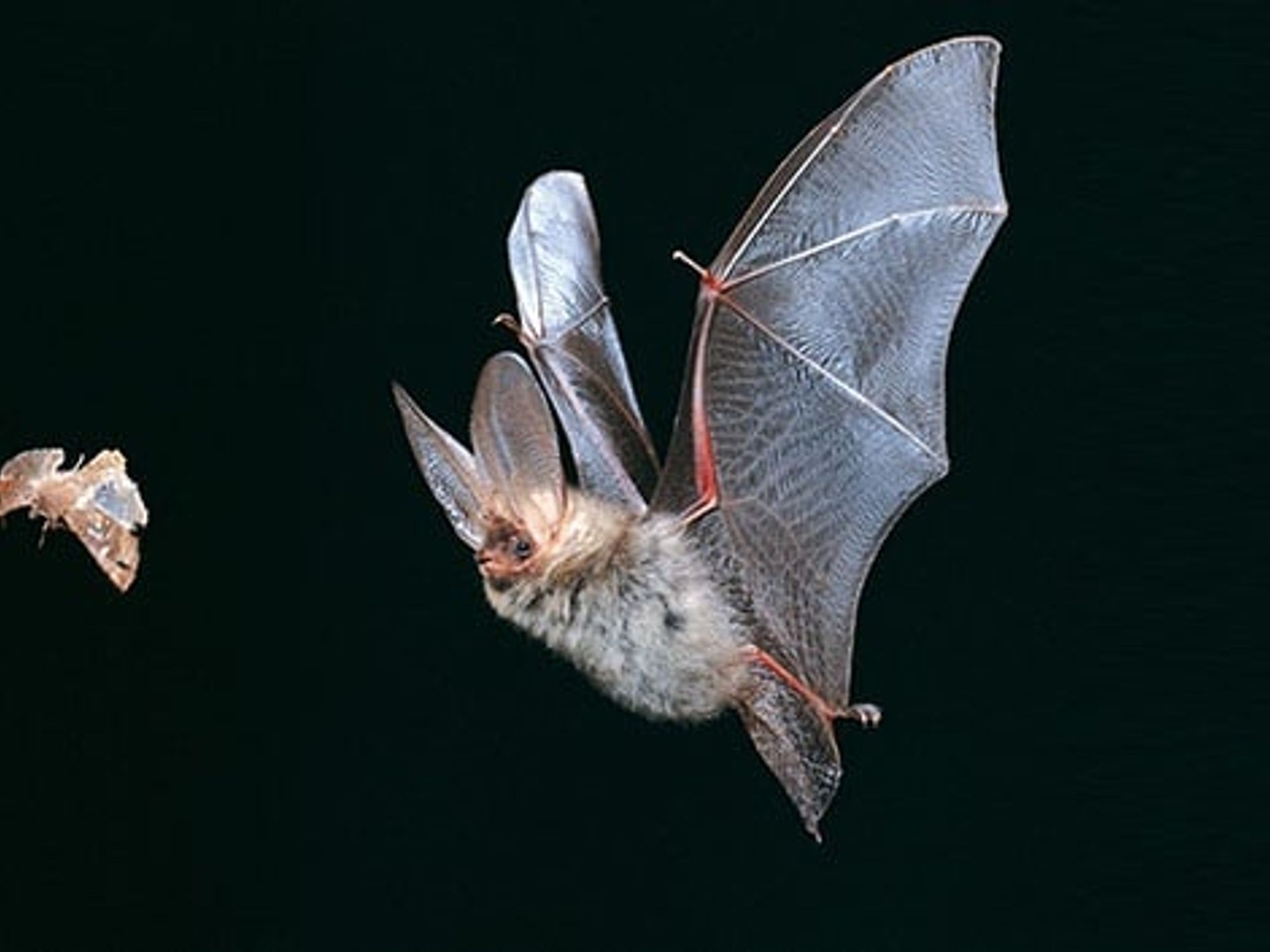Bat IPA Bat IPA
