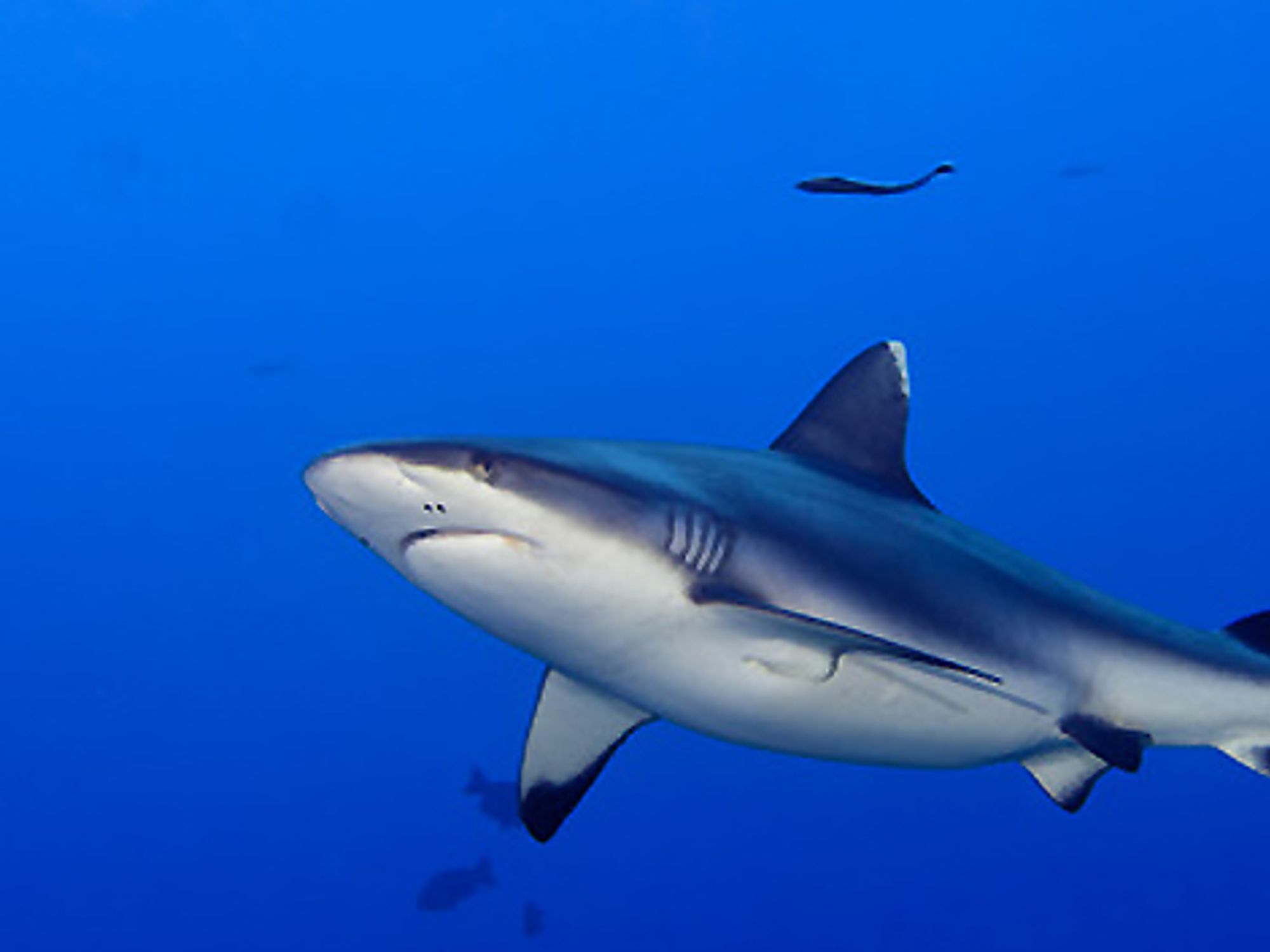 Haifisch im Meer Haifisch im Meer