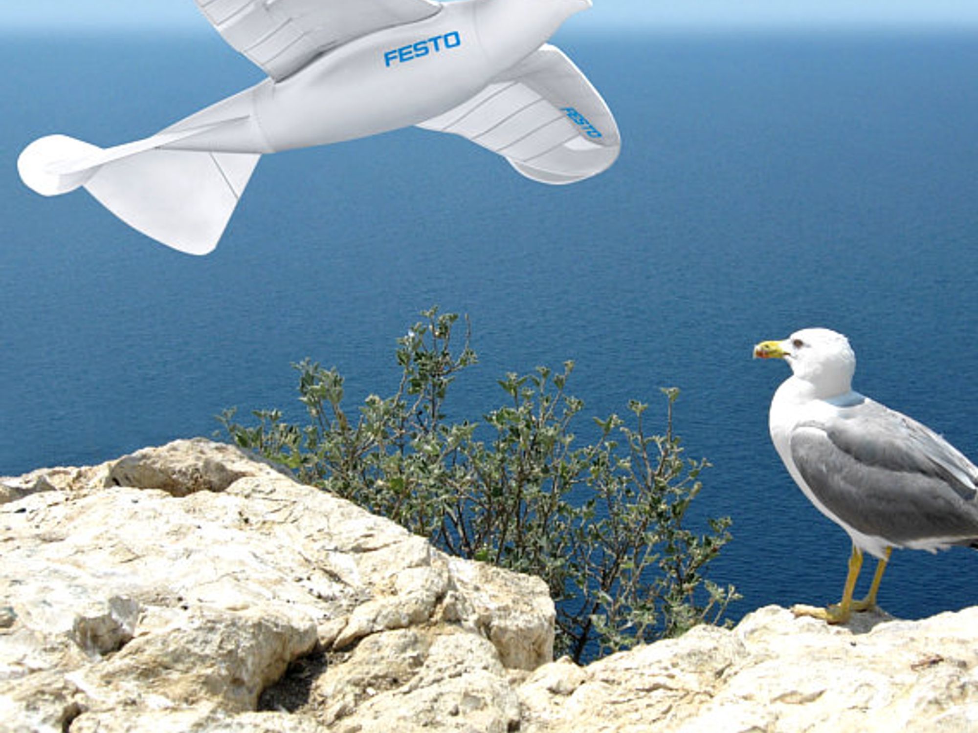 SmartBird und Silbermöwe