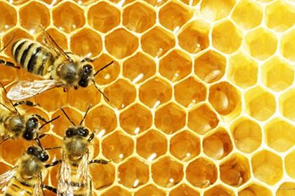 Bees in a honeycomb nest Bees in a honeycomb nest