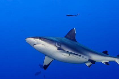 Haifisch im Meer Haifisch im Meer