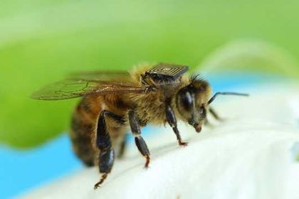 Auch wenn es nicht so aussieht: Nach Angaben der australischen Forscher sollen die Sensoren die Bienen wohl weder beim Fliegen noch bei ihren sonstigen Aktivitäten behindern.