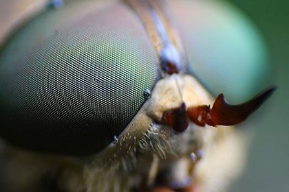 Als Vorbild für die Kameras dienen die Facettenaugen von Insekten, z.B. die Augen von Libellen oder Bienen. Als Vorbild für die Kameras dienen die Facettenaugen von Insekten, z.B. die Augen von Libellen oder Bienen.