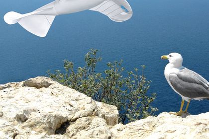 SmartBird und Silbermöwe