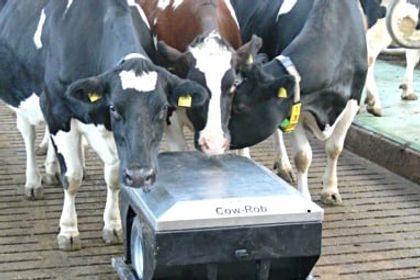 Cow Rob von Betebe Cow Rob von Betebe