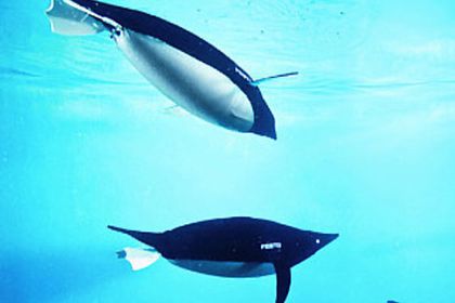 Delphine und AquaPenguin unter Wasser