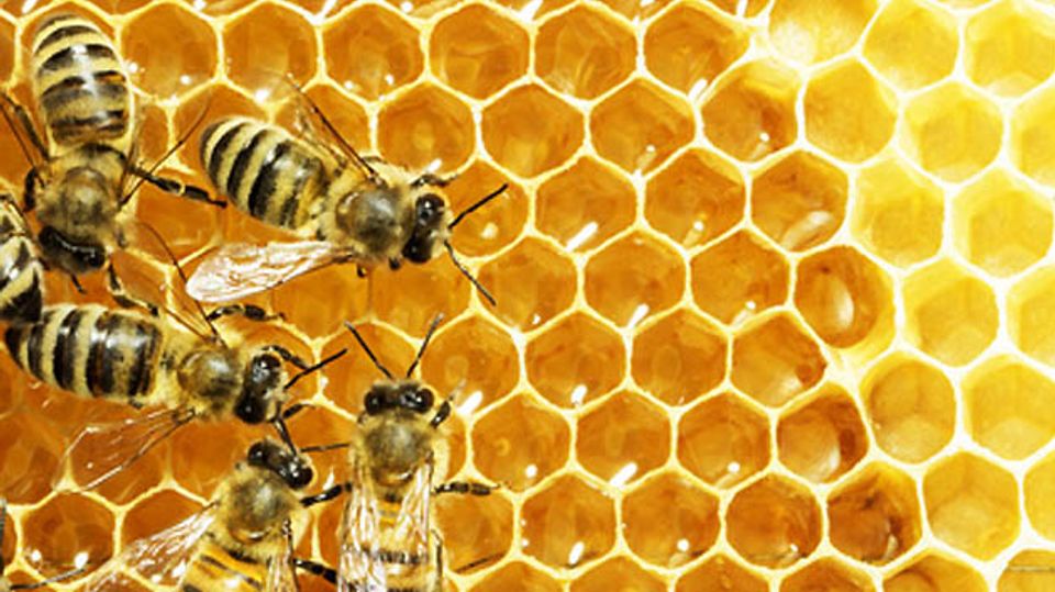 Networked honey bees Networked honey bees
