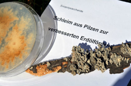 Exopolysaccharid: Pilzschleim für die Erdölförderung
