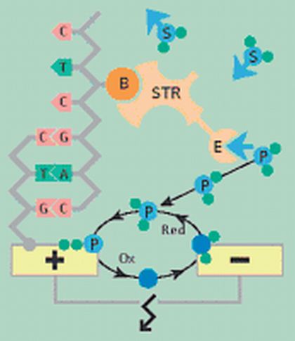 Fachbeitrag: Lab-on-a-Chip Fachbeitrag: Lab-on-a-Chip