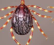 Zecken der Art Hyalomma rufipes