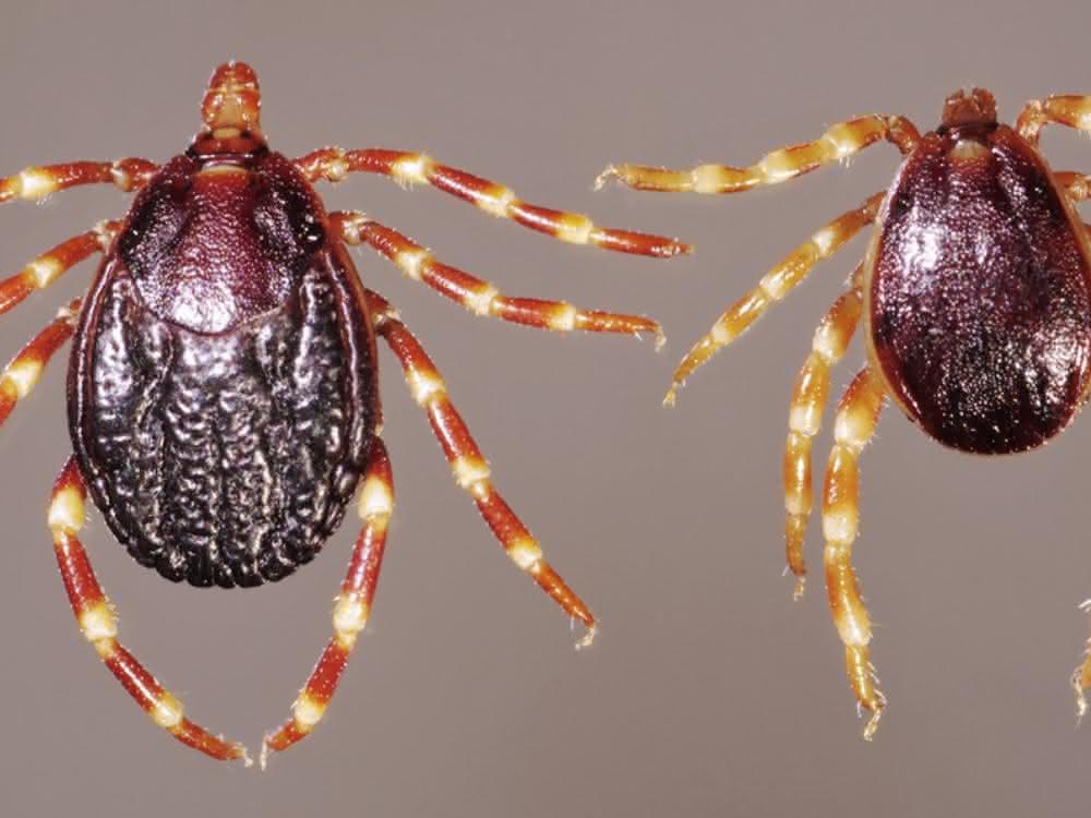 Lassen die Alarmglocken bei den Wissenschaftlern klingeln: Das Auftauchen von Zecken der Art Hyalomma rufipes in Deutschland. Zecken der Art Hyalomma rufipes