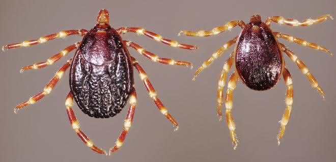 Zecken der Art Hyalomma rufipes