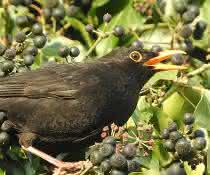 Amsel pickt Beeren
