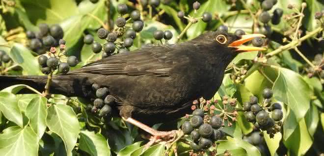 Auch Singvögel wie die Amsel können mit Vogeltrichomonose infiziert sein. Amsel pickt Beeren