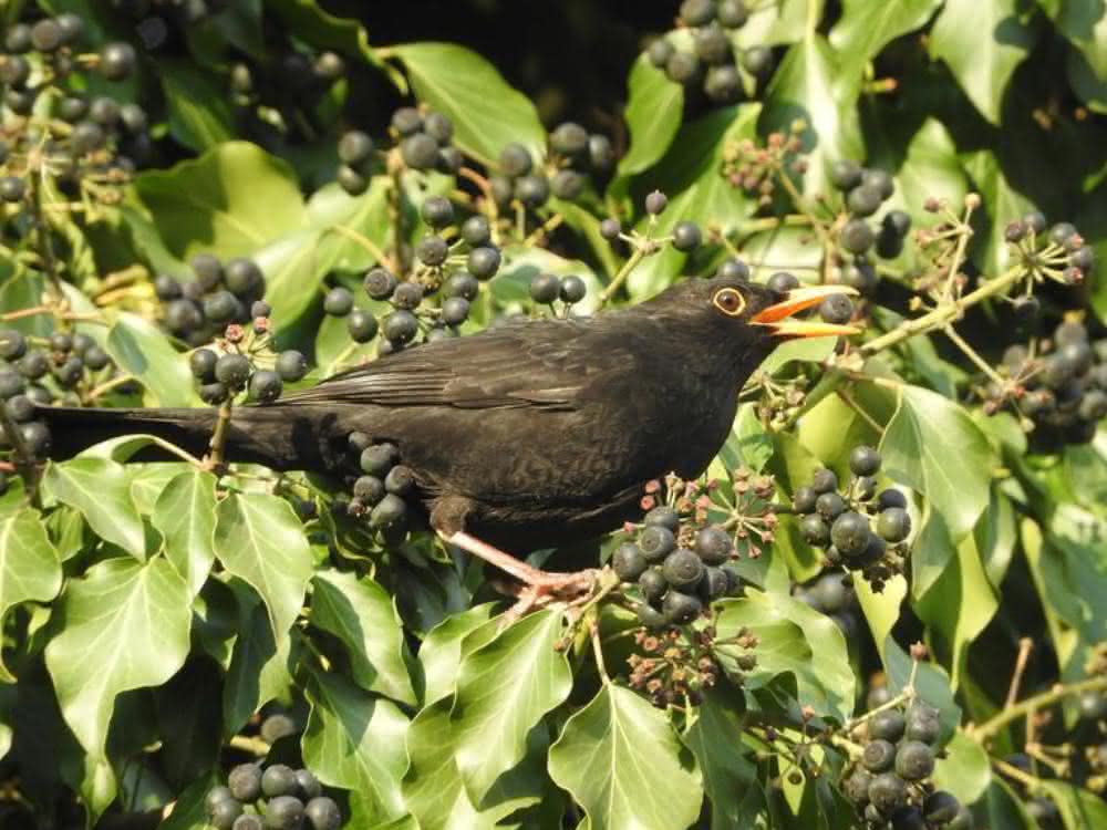Amsel pickt Beeren
