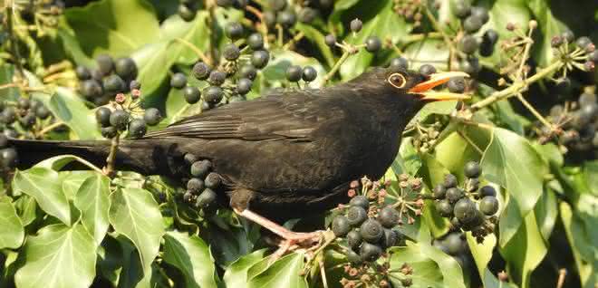 Amsel pickt Beeren