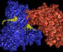 Proteinmodifikation bei Zellstress: ADP-Ribosylierung kann Hinweis auf Krebs geben
