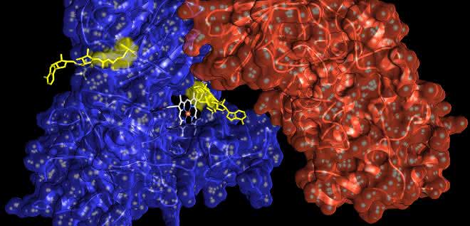 Proteinmodifikation bei Zellstress: ADP-Ribosylierung kann Hinweis auf Krebs geben
