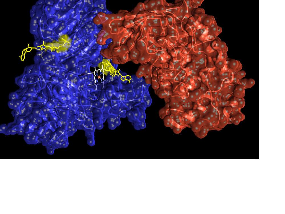 Proteinmodifikation bei Zellstress: ADP-Ribosylierung kann Hinweis auf Krebs geben