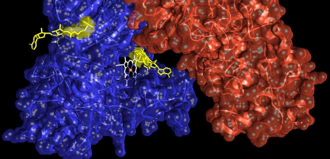 Proteinmodifikation bei Zellstress: ADP-Ribosylierung kann Hinweis auf Krebs geben