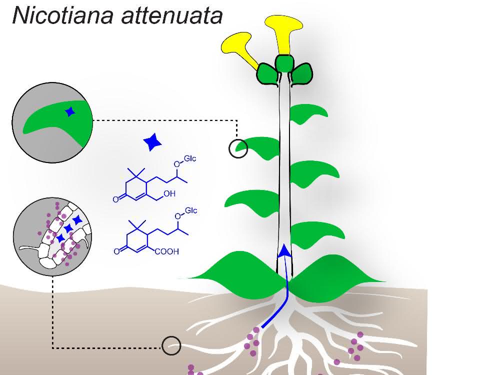 Stoffwechselprodukte (blau) aus den oberirdischen Teilen einer Pflanze verraten die erfolgreiche Symbiose mit Wurzelpilzen (pink).