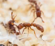 Versuchsobjekt für evolutionsbiologische Studie: Klonale Räuberameisen Ooceraea biroi mit Larven