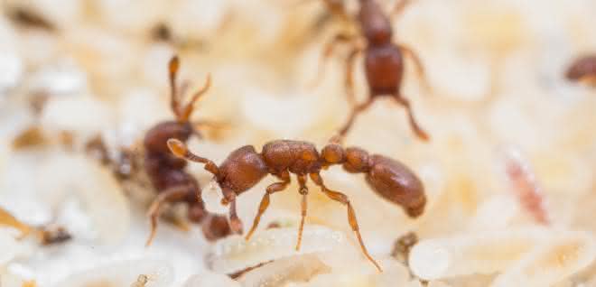 Versuchsobjekt für evolutionsbiologische Studie: Klonale Räuberameisen Ooceraea biroi mit Larven Versuchsobjekt für evolutionsbiologische Studie: Klonale Räuberameisen Ooceraea biroi mit Larven