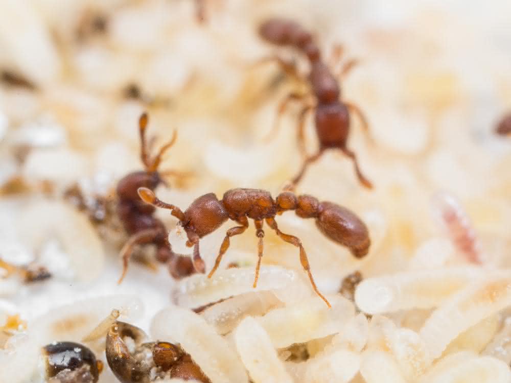 Versuchsobjekt für evolutionsbiologische Studie: Klonale Räuberameisen Ooceraea biroi mit Larven