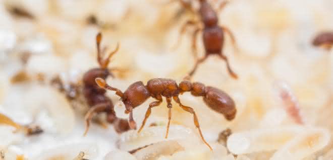 Versuchsobjekt für evolutionsbiologische Studie: Klonale Räuberameisen Ooceraea biroi mit Larven Versuchsobjekt für evolutionsbiologische Studie: Klonale Räuberameisen Ooceraea biroi mit Larven