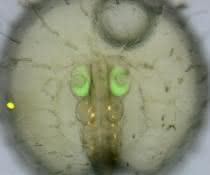 Medaka-Embryo mit grün fluoreszierendem Protein