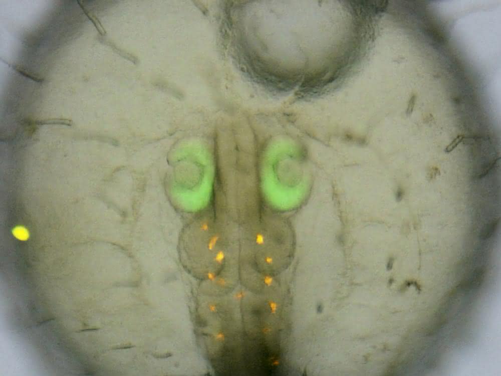 Medaka-Embryo mit grün fluoreszierendem Protein