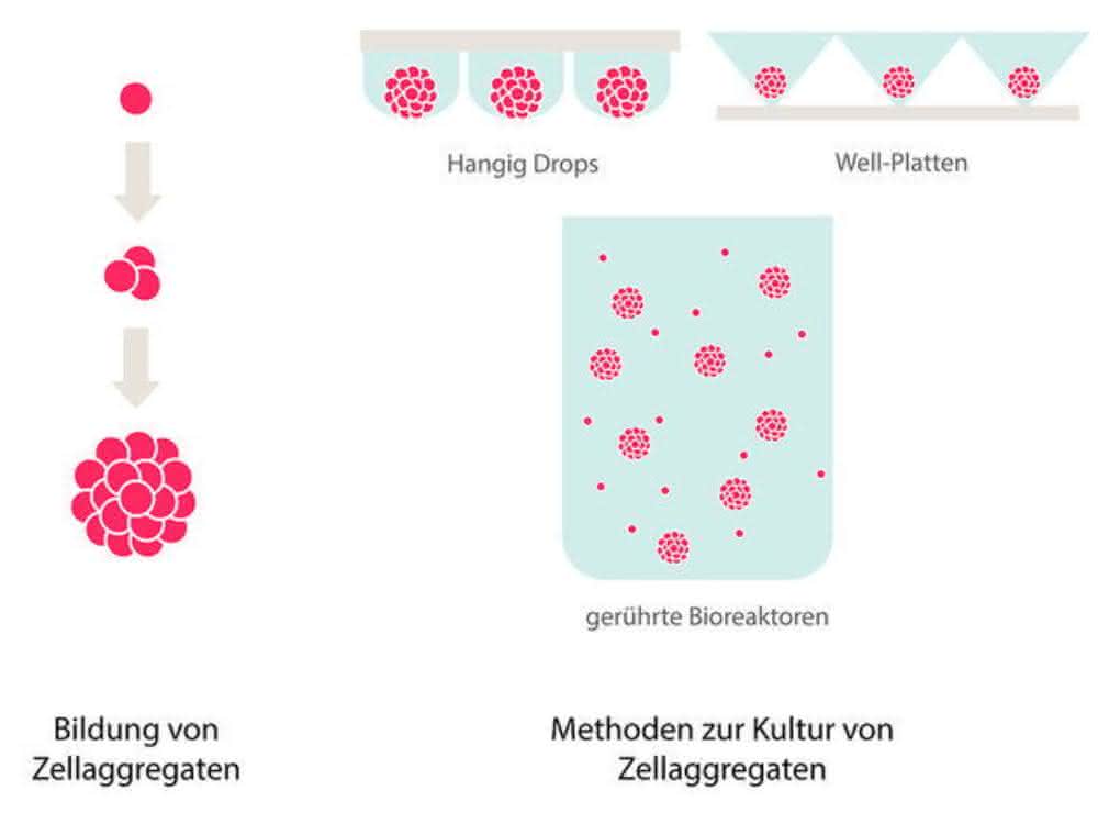 Krebszell-Kultivierung: Zellen in der dritten Dimension