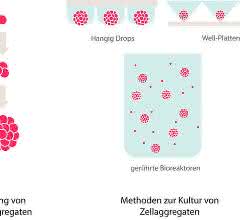 Krebszell-Kultivierung: Zellen in der dritten Dimension