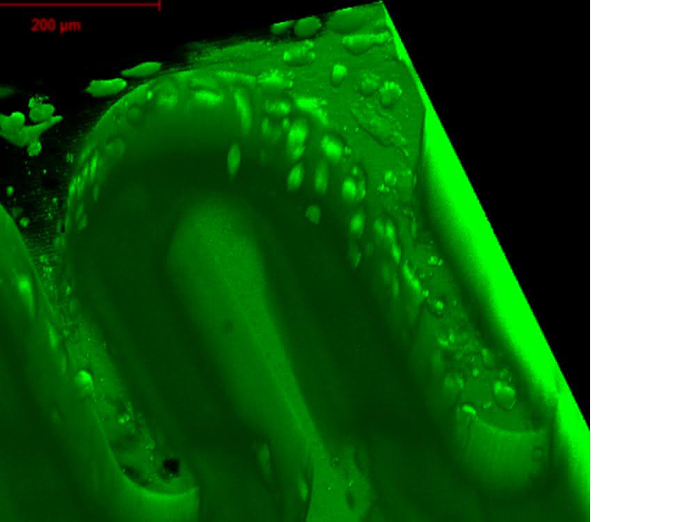 Winzige Strukturen aus bio-kompatiblem Material können im speziellen 3D-Drucker an der TU Wien hergestellt werden. Darauf siedeln sich dann Zellen an.