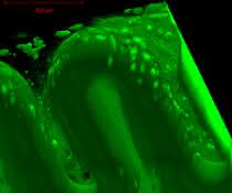 Winzige Strukturen aus bio-kompatiblem Material können im speziellen 3D-Drucker an der TU Wien hergestellt werden. Darauf siedeln sich dann Zellen an.