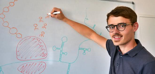 Erkenntnisse aus der Computersimulation: mRNA-Strukturen haben eine Funktion Bioinformatiker Dr. Markus Fricke von der Friedrich-Schiller-Universität Jena. Er ist Erstautor der aktuellen Studie.