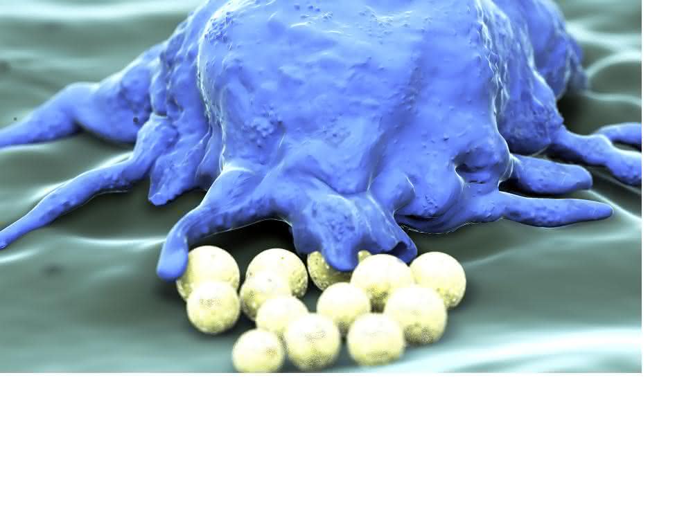 Makrophage erkennt Fremdkörper