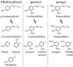 Bildung von phenolischen Aromastoffen