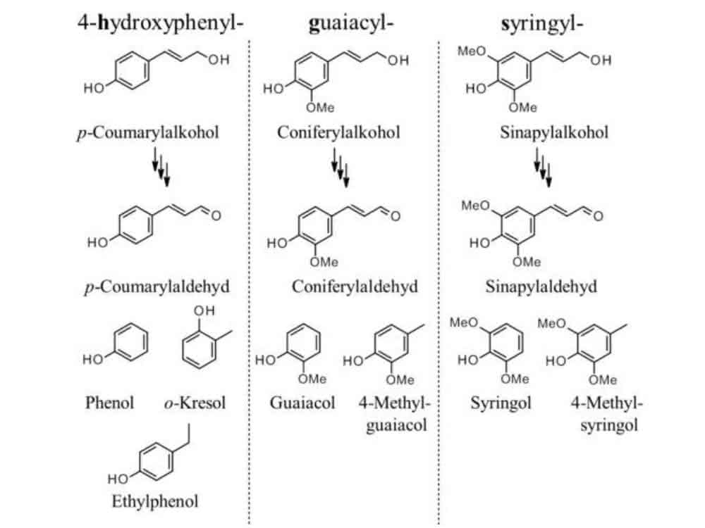 Bildung von phenolischen Aromastoffen