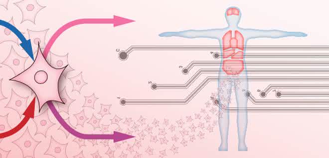 Bei Organ-on-Chip-Systemen gibt es bei der Sensorik – im Vergleich zur Entwicklung im Bereich der Mikrofluidik – Nachholbedarf. Abstrakte Darstellung Organ-on-Chip